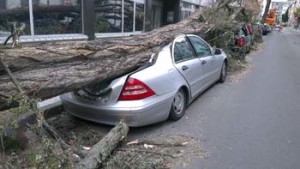 Teilkasko - Baum fällt auf Auto